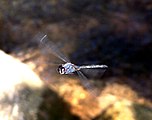 Male in flight