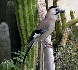 G. g. atricapillus Jerusalem, Israel