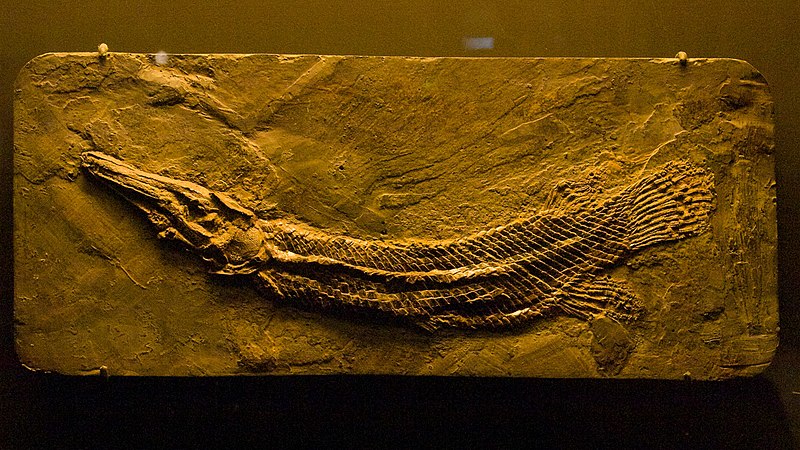 File:HMNS gar.jpg