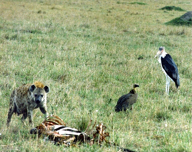 File:Hyena in masai mara.jpg