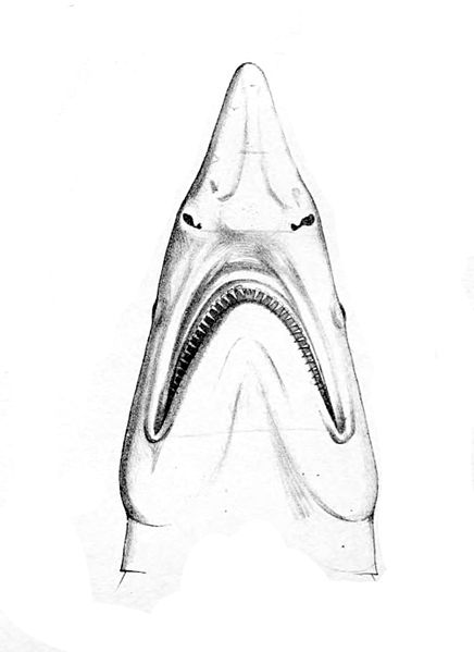 File:Isogomphodon oxyrhynchus rostre.jpg