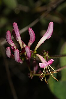 Lonicera hispidula 2929.JPG