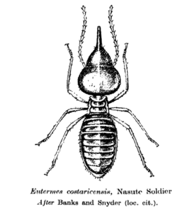 Солдат Nasutitermitinae