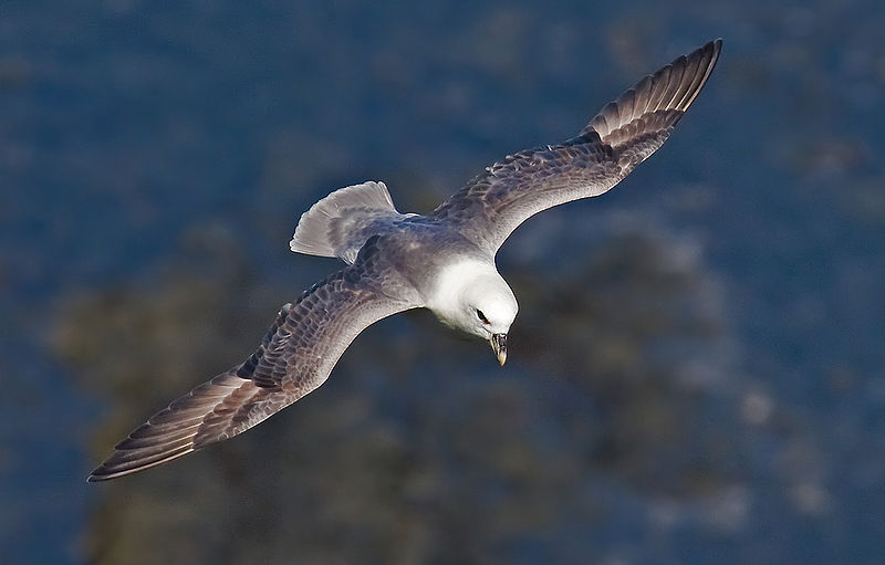 File:Northern-Fulmar2 cropped.jpg