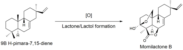 Figure 4. Oxidation of 9β-pimara-7,15-diene to Momilactone B