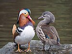 Pareja de patos mandarín