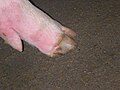 Cloven hooves of a pig