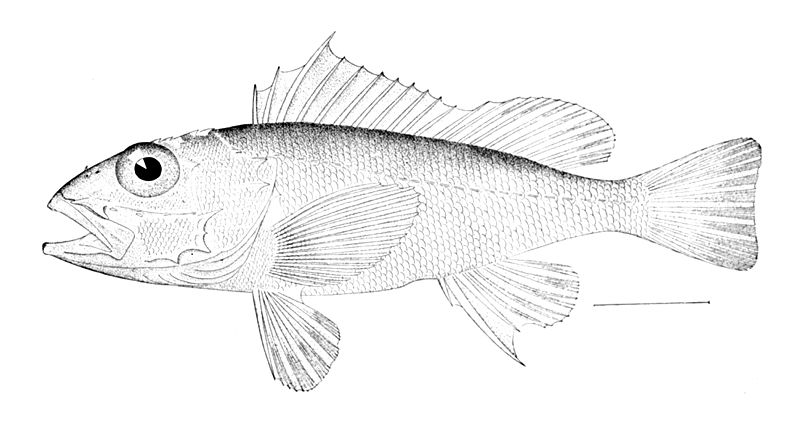 File:Pontinus longispinis.jpg