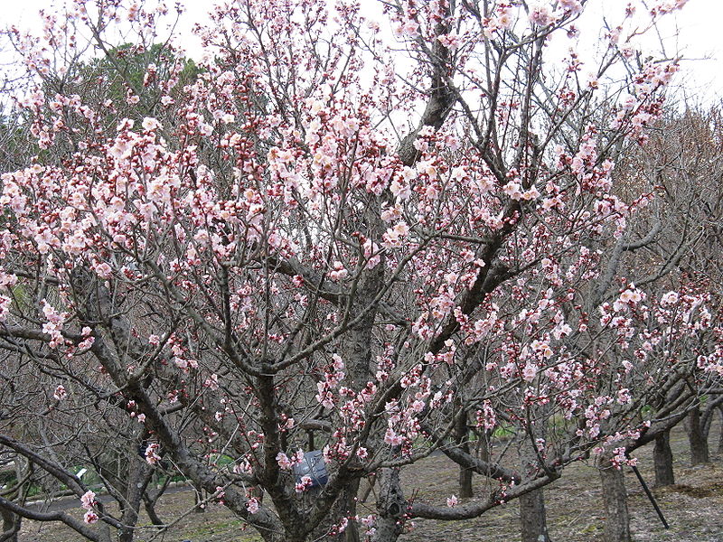 Файл:Prunus mume Koutoji2.jpg