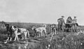 Image 1Cart dogs, c. 1900; different in appearance but doing the same work (from Dog type)