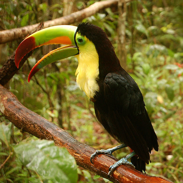 File:Ramphastos sulfuratus -Belize Zoo-6a-2c.jpg