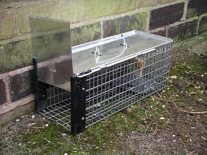 File:Rat cage trap 3y08.JPG