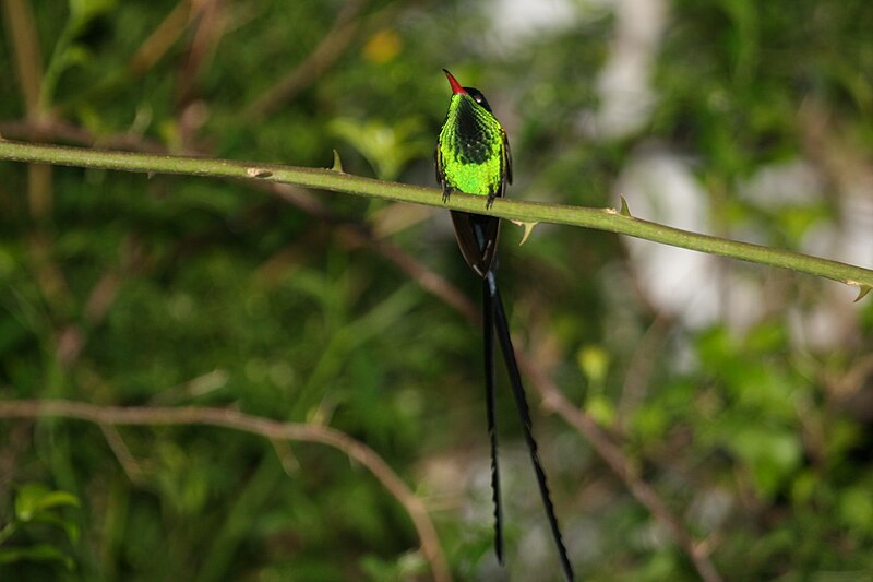 File:Red-billed Streamertail 2506104129.jpg