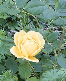 Rosa Golden Celebration.jpg