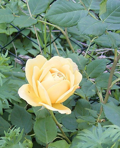 File:Rosa Golden Celebration.jpg