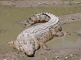 The saltwater crocodile is the largest living reptile[16] and is the dominant predator throughout its range.[17] The related Nile crocodile, which even preys upon Great Apes (humans and chimpanzees), is at the top of the food chain in African waters.