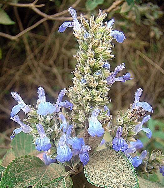 File:Salvia hispanica (10461546364).jpg