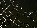 Spider web