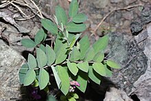 Vicia americana 5294.JPG