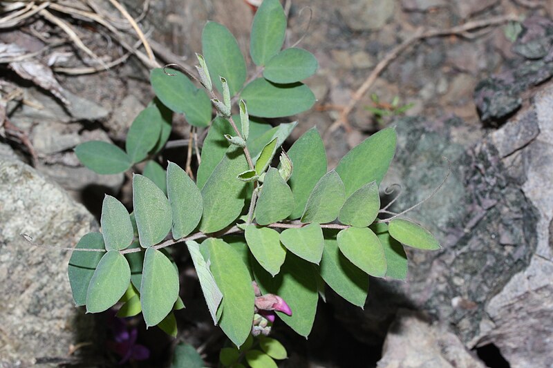 Файл:Vicia americana 5294.JPG