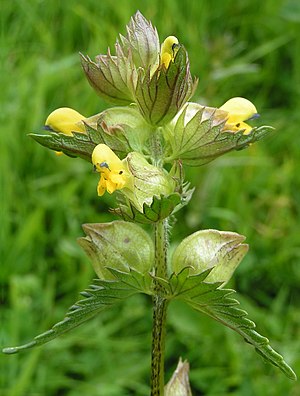 Yellow-rattle