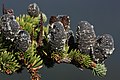 Image 17Pinaceae: unopened female cones of subalpine fir (Abies lasiocarpa) (from Conifer)