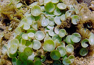 The unicellular mermaid's wineglass are mushroom-shaped algae that grow up to 10 cm high.