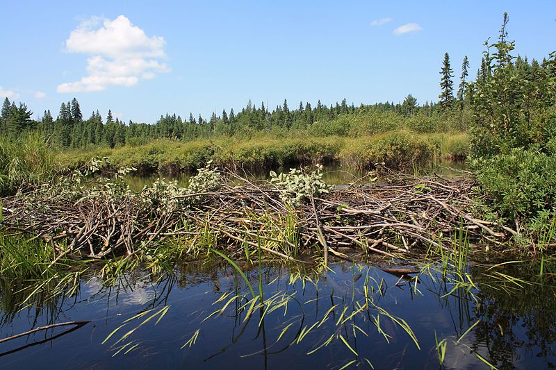 File:AlgonquinBeaverDam.JPG