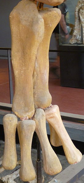 File:Ampelosaurus hand skeleton2.JPG