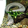 A long grey amphiuma lies on rocks