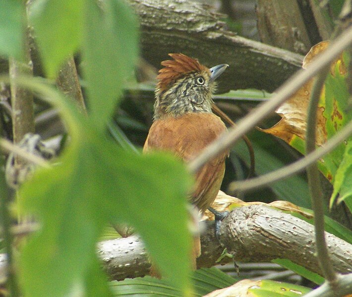 Archivo:Antshrike (Henry Pittier, Venezuela).jpg