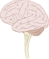 Thalamus.png (By Patrick J. Lynch; Creative Commons Attribution-Share Alike license)