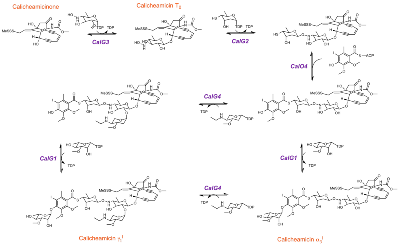 File:Calicheamicin pathway.png