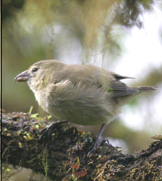 File:Camarhynchus pallidus composite (cropped).jpg