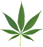 A green cannabis leaf