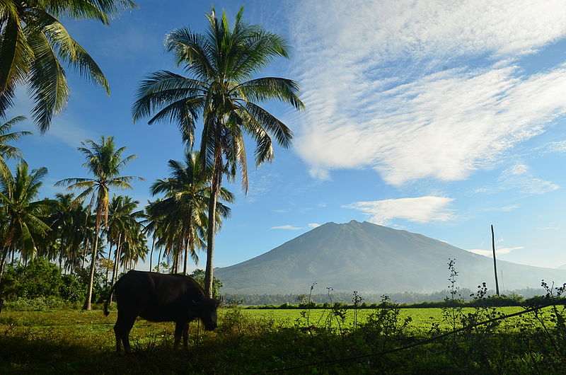 File:Carabao at Iriga WTR.JPG