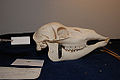 Skull of Brow-antlered Deer, Rucervus eldii. Natural History Museum Leiden.