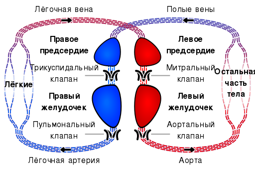 Файл:Circulatory system SMIL-ru.svg