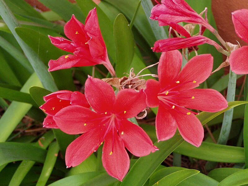 File:Cyrtanthus elatus flowers.jpg