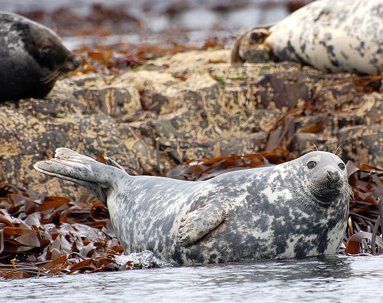 File:Farne Grey seal.jpg