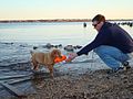 Four month old Toller puppy retrieving from water