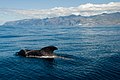 Short-finned pilot whale off Tenerife