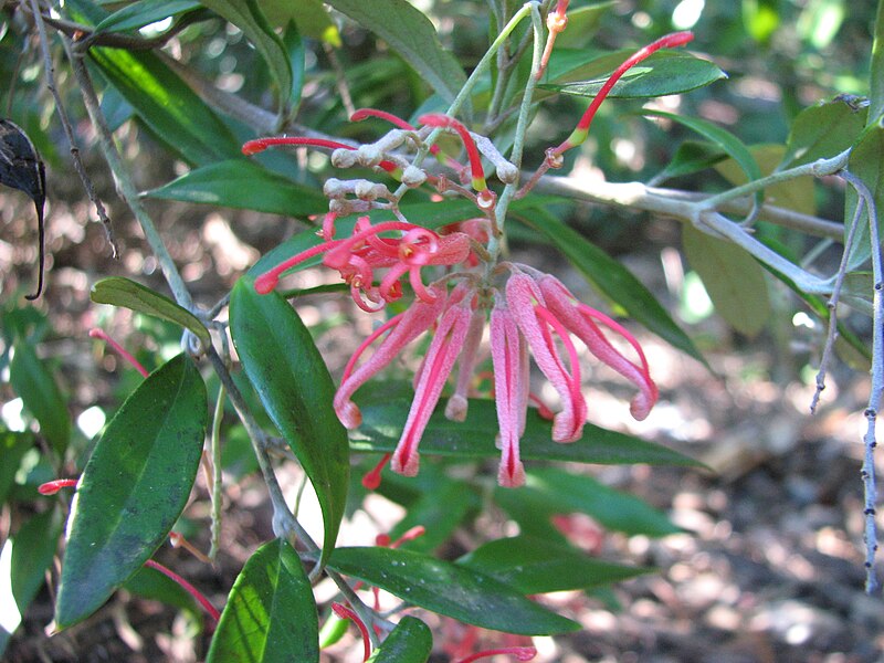 File:Grevillea parvula.JPG