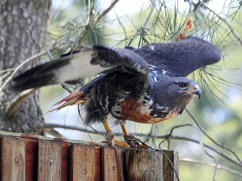 Файл:Jackal Buzzard RWD3.jpg