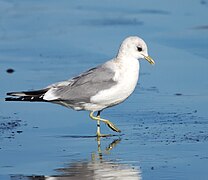 Larus canus brachyrhynchus зимой