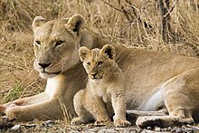 Lioness and cub.jpg