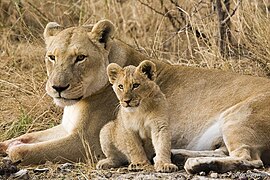 Lioness and cub near Otjiwarongo, Namibia