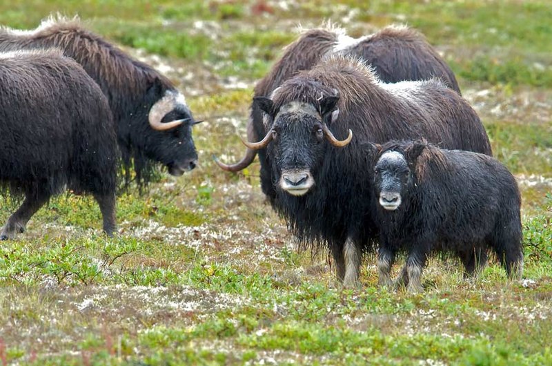 Файл:Muskox Family.jpg