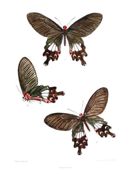 File:Papilio janaka 433.png