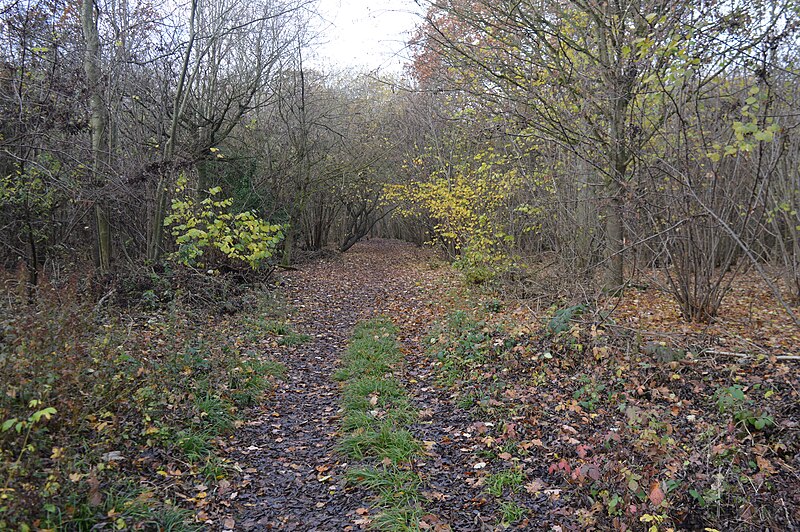 File:Papworth Wood 9.jpg